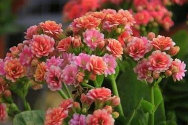 菜苗多久浇一次肥料水