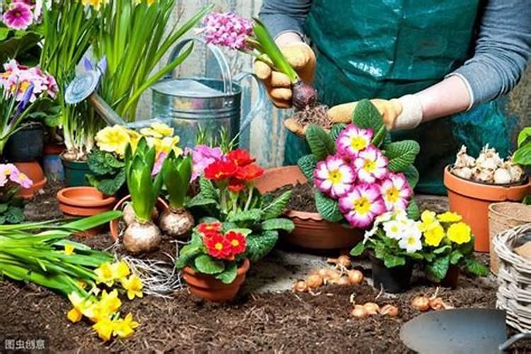 芙蓉花浇什么肥最好