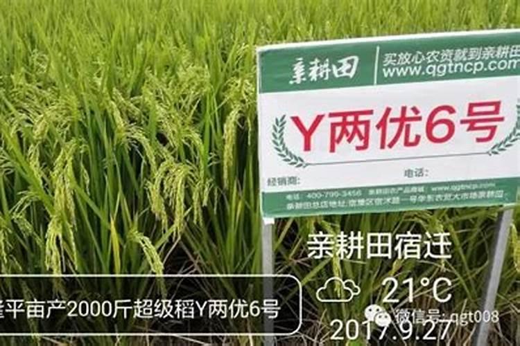 水稻可撒磷肥吗