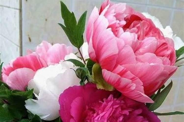 牡丹花磷酸二氢钾使用方法