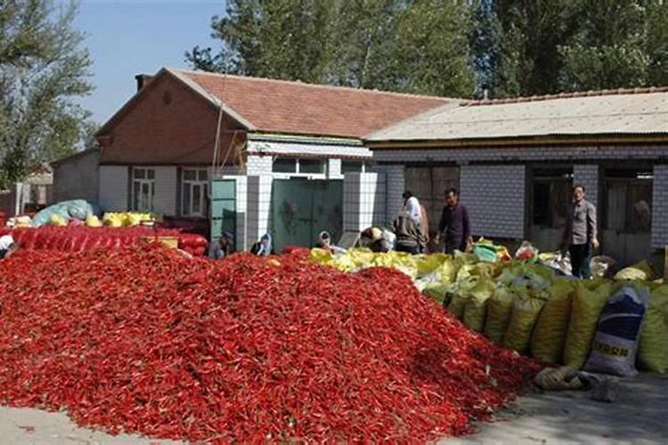 种植红辣椒的技术红辣椒的栽培技术？