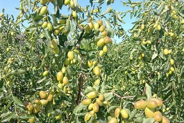 小葡萄苗施什么肥长的快