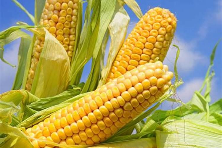 玉米用什么化肥好 喷洒在玉米种子上