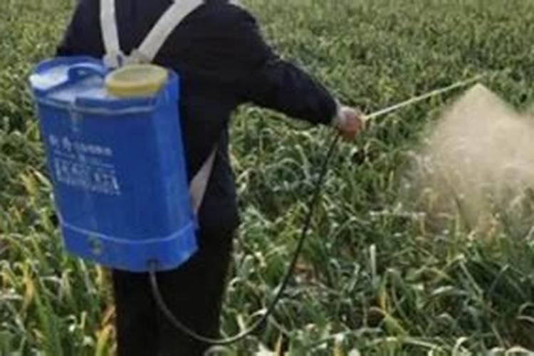 大蒜放什么才茂盛呢