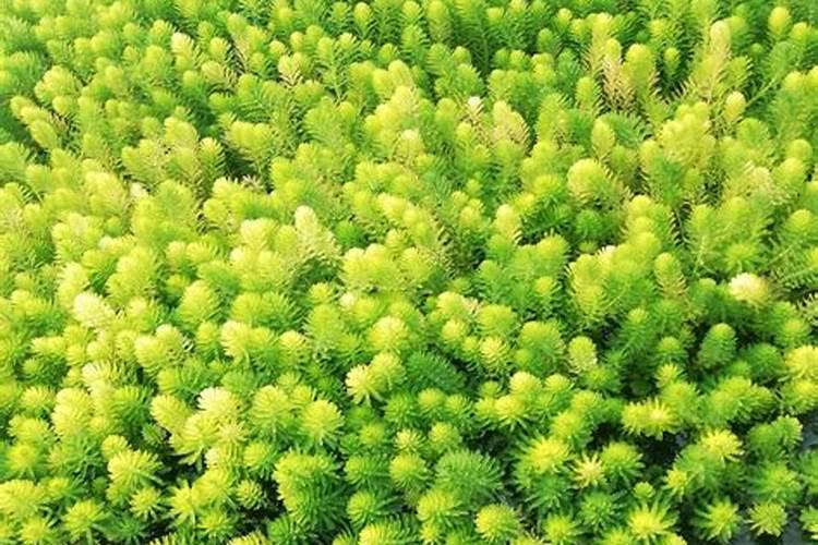 槟榔施什么肥保果 一年内结果开花多少次