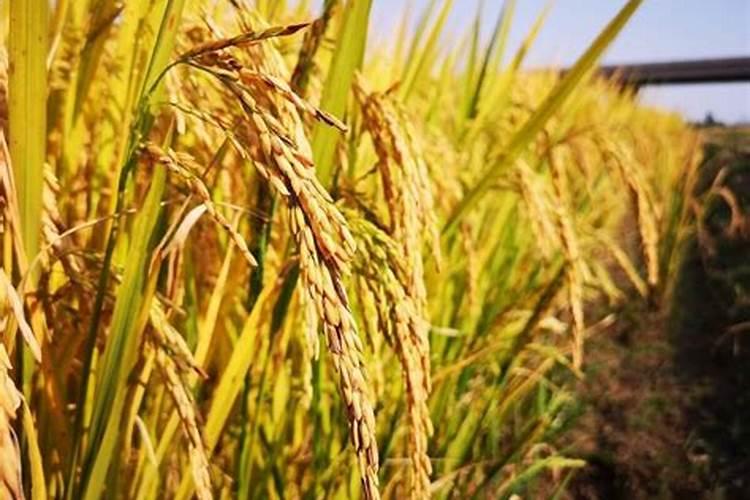 水稻可撒磷肥吗