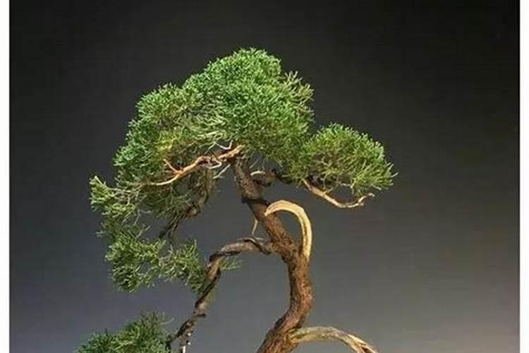 济州真柏盆景怎么养护