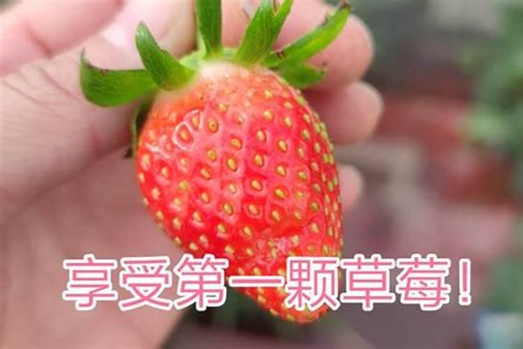 草莓坐果期如何施肥