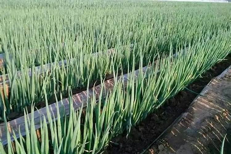 磷肥对果树起什么作用