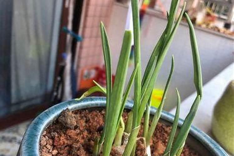 大豆开花期可以打药吗