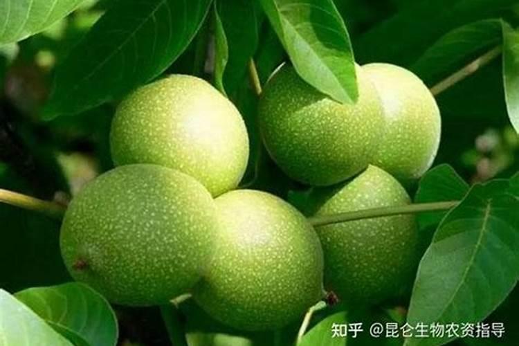 怎样给核桃树叶面喷肥？