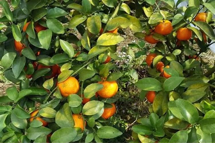 柑橘冬季树势保护叶面肥用什么好