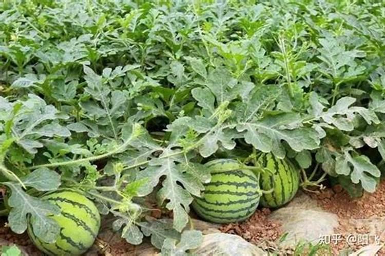 尿素当叶面肥使用方法