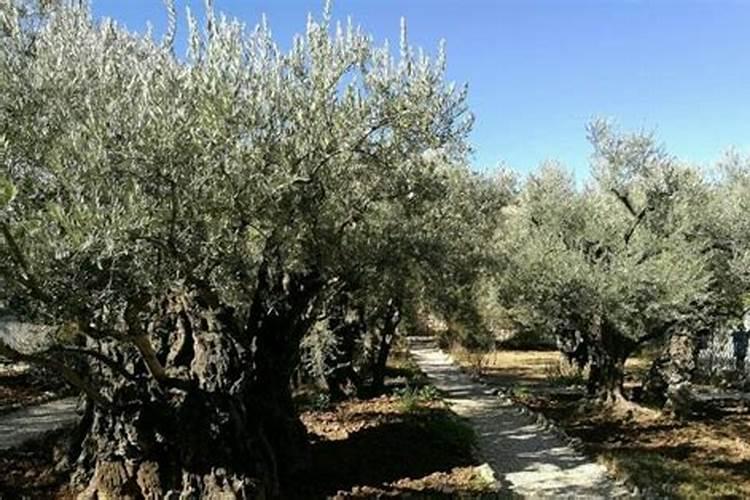 橄榄树追肥用什么肥料好？