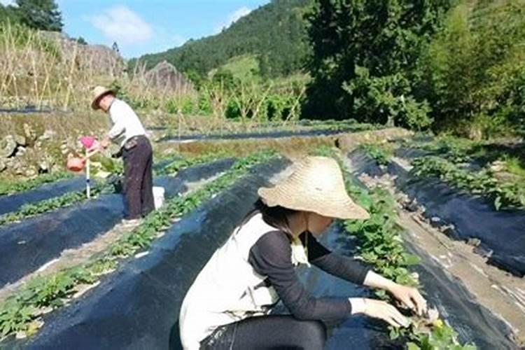 红薯最好的肥料