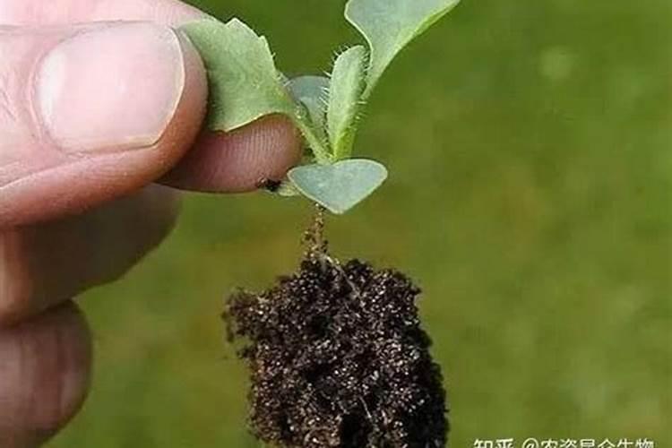 尿素可以冲施吗