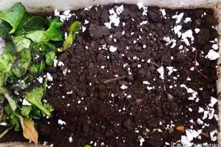 一升水放几粒尿素浇花？千万别在错了