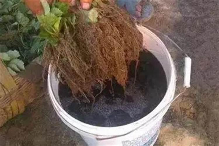 钙肥的作用及施用方法 钙肥对作物的主要作用