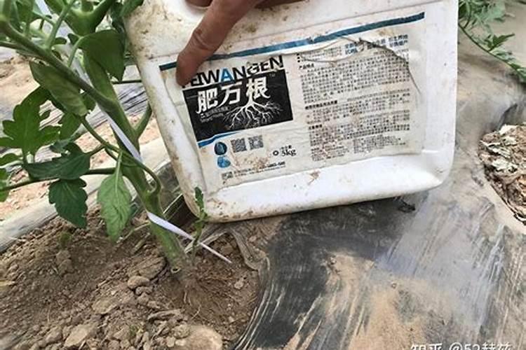 花多多1号什么时候用最好