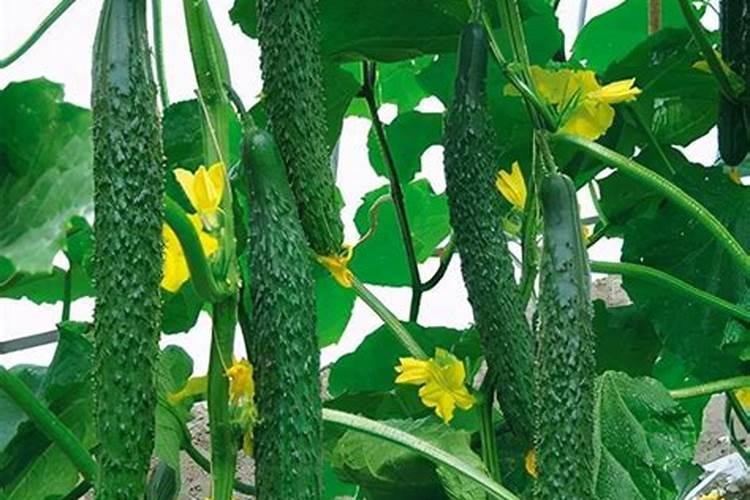 怎样合理使用水溶肥？