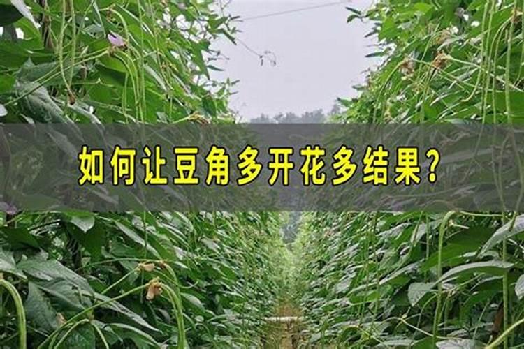 豆角什么时候灌根最好？