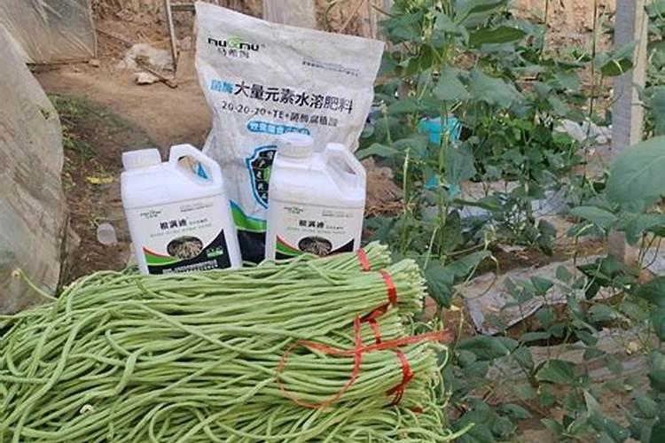 豆角追肥用什么配方的好