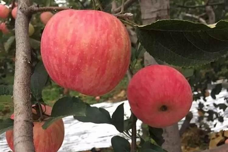 苹果快速着色的方法红又亮