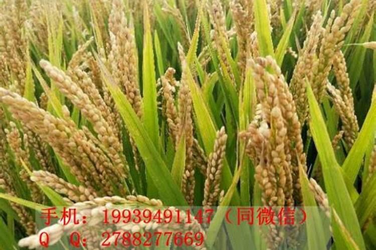 水稻生长到什么期间使用钾肥最合理