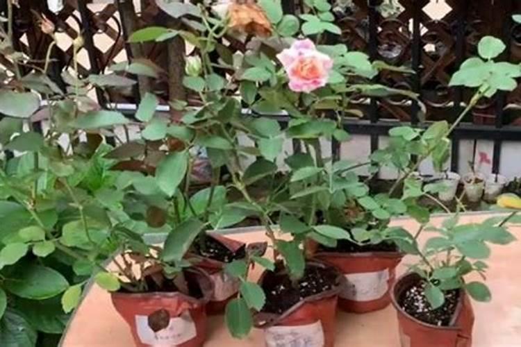 养花用矿原黄腐酸钾比例多少最好