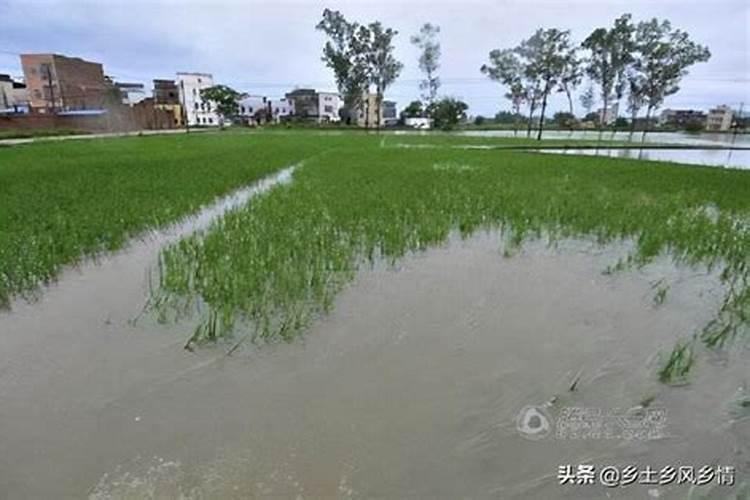 当水田处于淹水期时,不适合施用的氮肥是哪一种