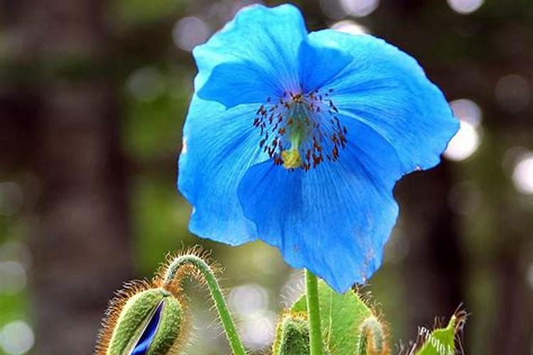 芋头中期施什么化肥