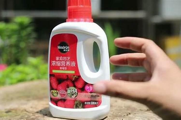 种植草莓需要什么肥料 种植草莓用什么肥料最好