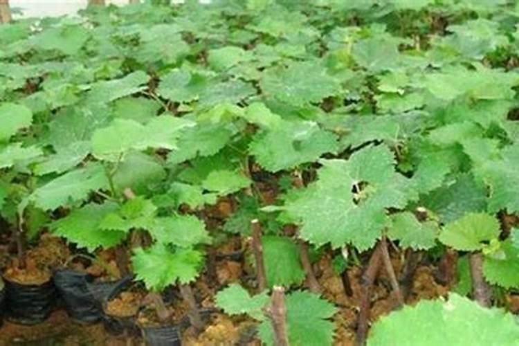 水晶葡萄什么时候施肥好