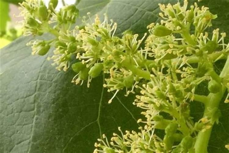 水晶葡萄施肥时间和方法