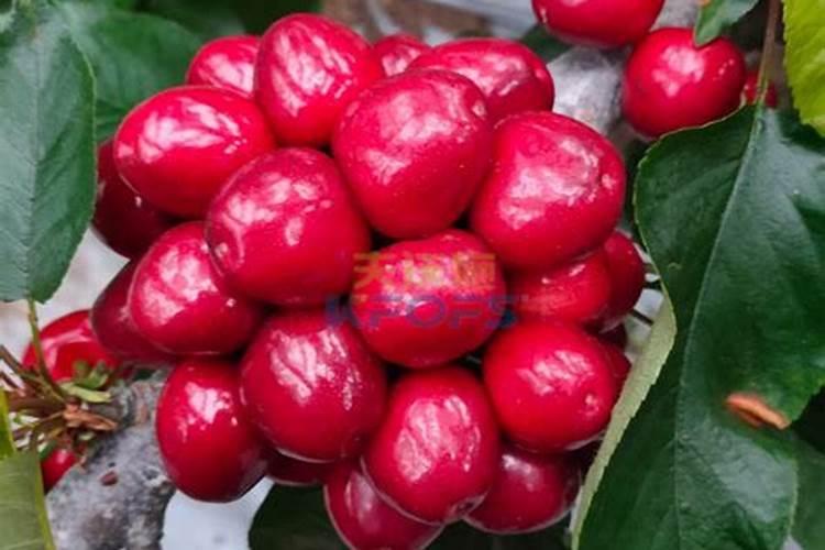 定植樱桃树施肥正确方法