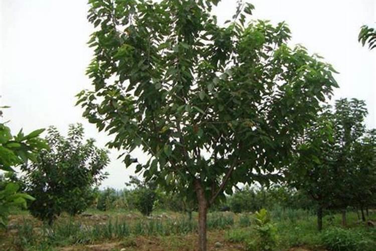 新栽樱桃树施肥时间