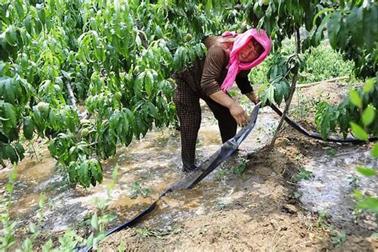 种植桃树防病施肥管理如何做？桃树增甜用什么肥料好