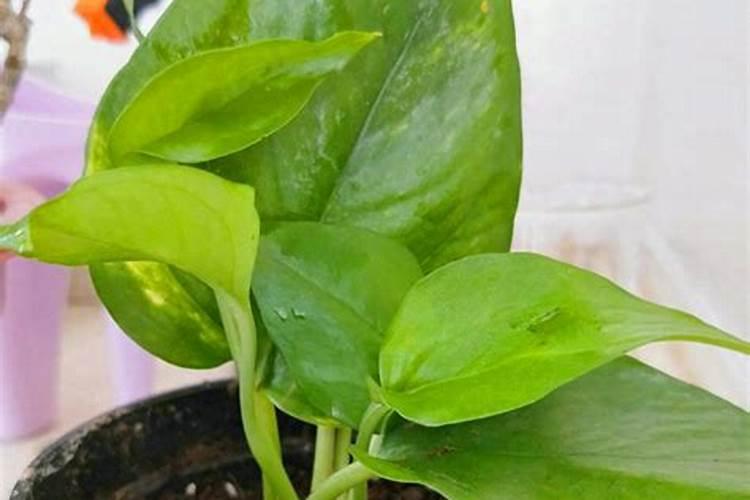 绿萝用什么肥料