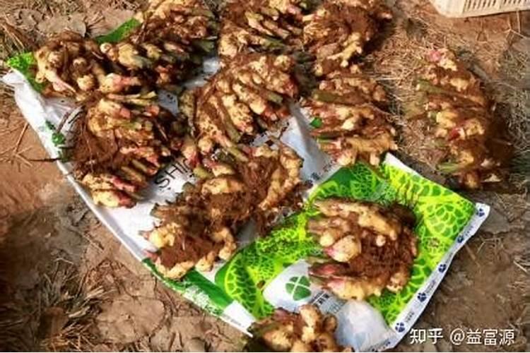 大姜干尖黄叶的防治方法