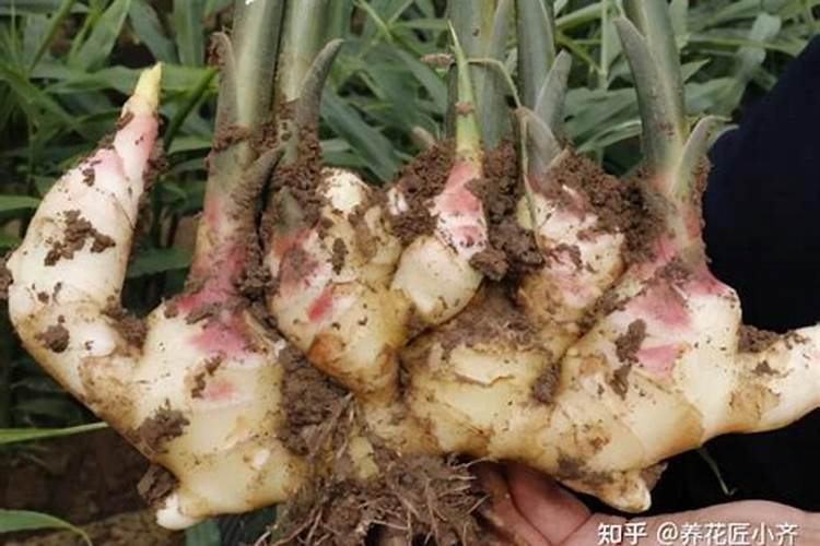 大姜种植几天可以出苗