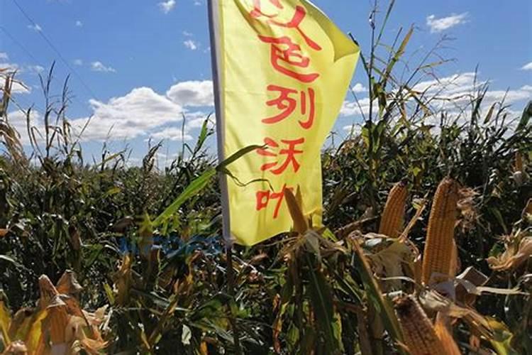 水果一般要施什么肥料才更甜？