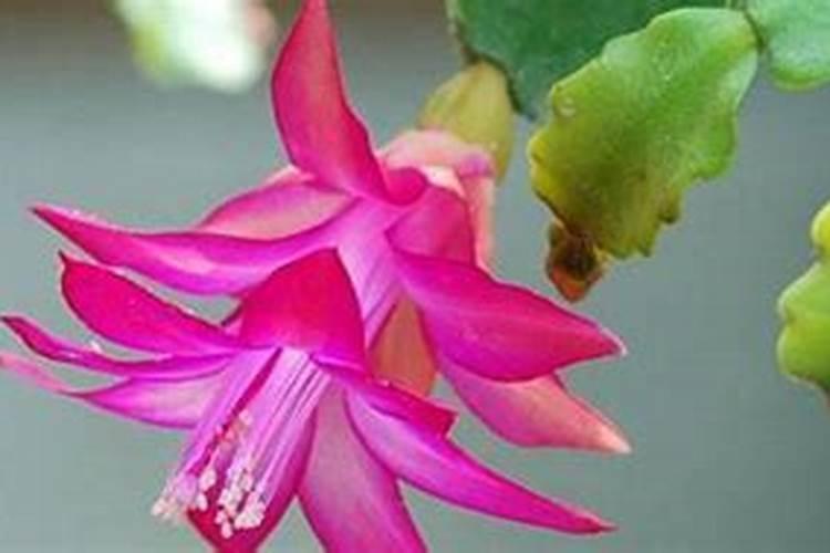 蟹爪兰打蔫了怎么办？