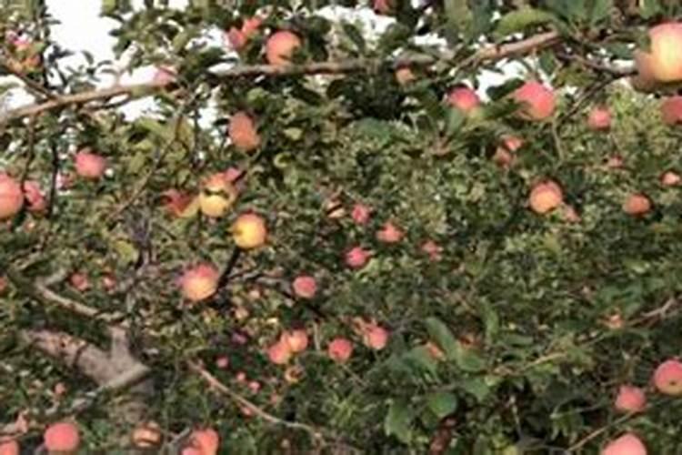 磷肥做底肥会烧根吗