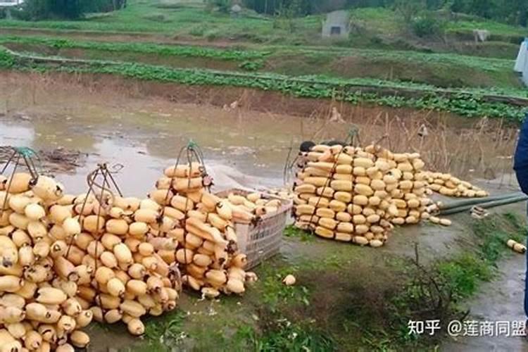 莲藕施肥应该怎么进行？