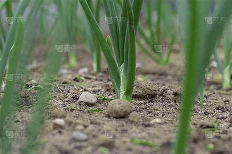 洋葱的管理使肥方法