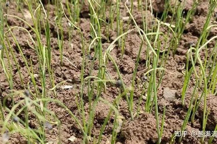 大葱叶面喷13元素好还是24元素好