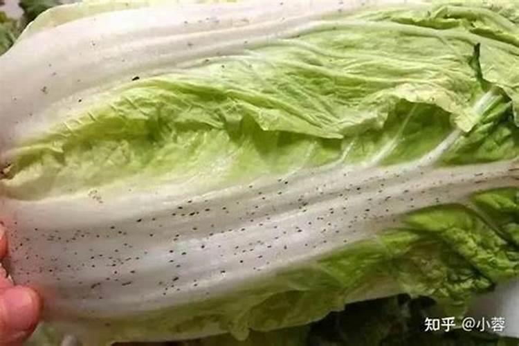 大白菜种晚了怎么样盖塑料布让他卷起来