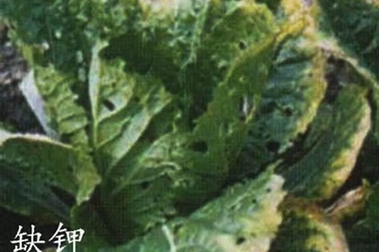 种植白菜的时候,白菜缺钾的表现都有哪些？