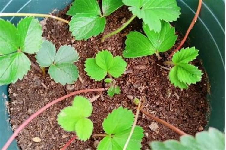 草莓开花了还能施肥吗 施什么肥效果好