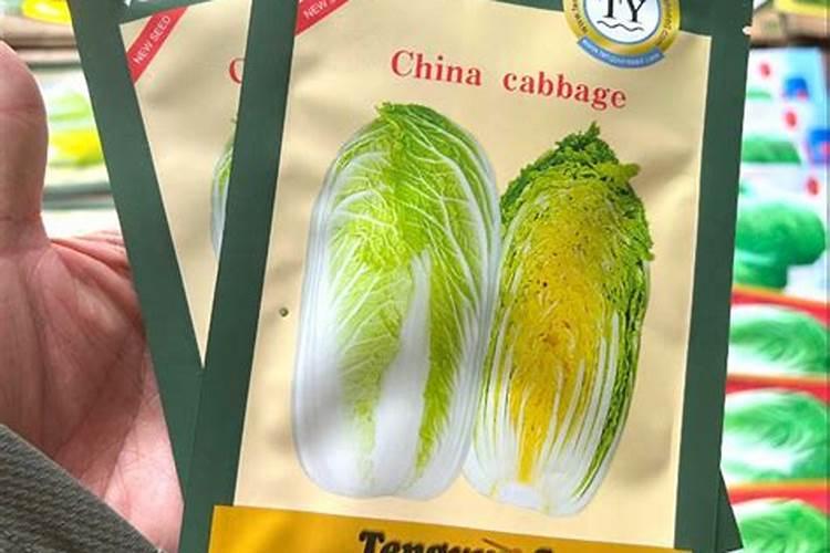 娃娃菜定植和定植后如何管理？